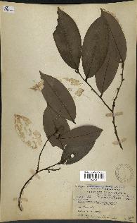 spécimen de Xylopia aethiopica
