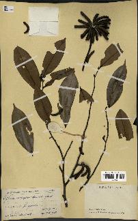 spécimen de Xylopia aethiopica