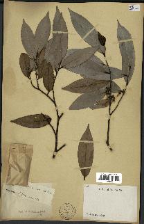 spécimen de Xylopia aethiopica