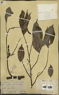 spécimen de Xylopia aethiopica