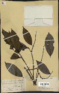 spécimen de Xylopia aethiopica