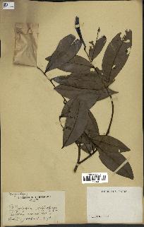 spécimen de Xylopia aethiopica