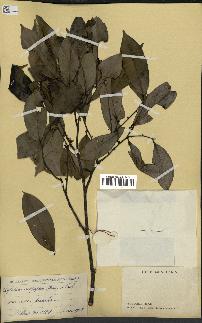 spécimen de Xylopia aethiopica