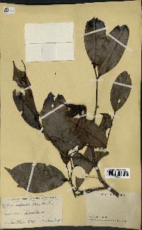 spécimen de Xylopia aethiopica