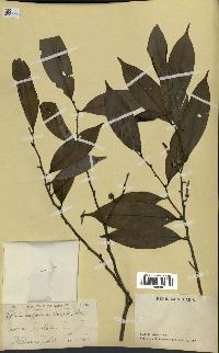 spécimen de Xylopia aethiopica
