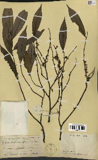 spécimen de Xylopia aethiopica