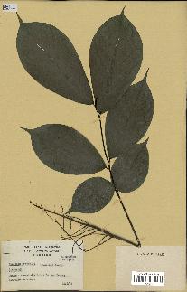 spécimen de Monodora myristica