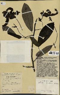 spécimen de Monodora myristica