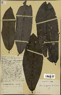 spécimen de Monodora myristica