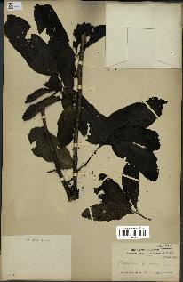 spécimen de Monodora myristica