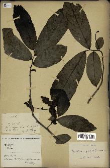 spécimen de Monodora myristica