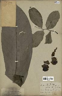 spécimen de Monodora myristica
