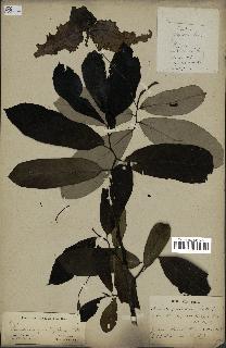 spécimen de Monodora myristica