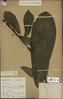spécimen de Monodora myristica