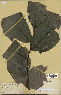 spécimen de Monodora myristica