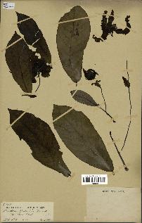 spécimen de Monodora myristica
