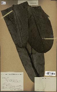 spécimen de Monodora myristica