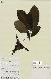 spécimen de Monodora myristica