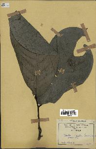 spécimen de Monodora myristica