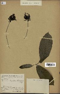 spécimen de Monodora myristica
