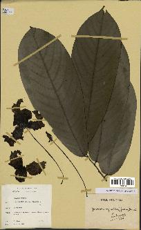 spécimen de Monodora myristica