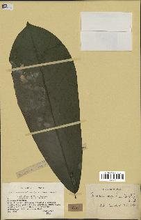 spécimen de Monodora myristica