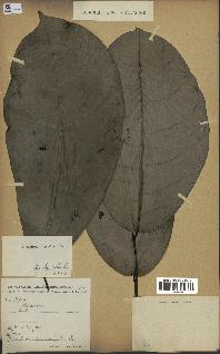 spécimen de Monodora myristica