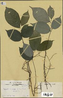 spécimen de Monodora myristica