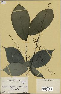 spécimen de Monodora myristica