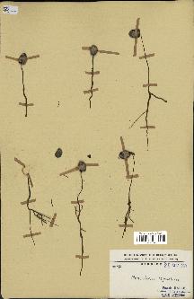spécimen de Monodora myristica