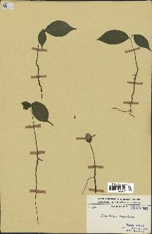 spécimen de Monodora myristica