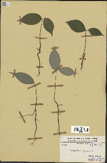 spécimen de Monodora myristica