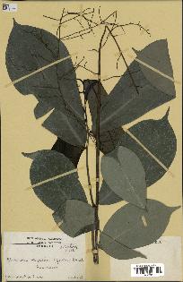 spécimen de Monodora myristica
