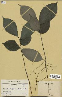 spécimen de Monodora myristica
