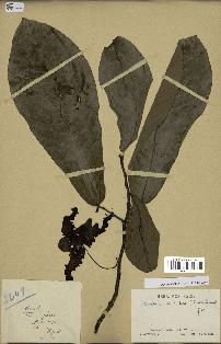 spécimen de Monodora myristica