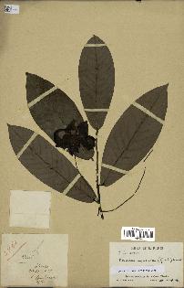 spécimen de Monodora myristica