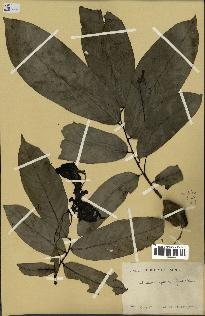 spécimen de Monodora myristica