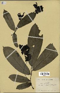 spécimen de Monodora myristica