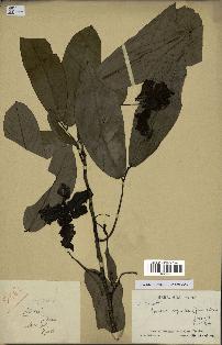 spécimen de Monodora myristica