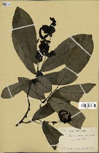 spécimen de Monodora myristica