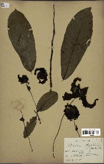 spécimen de Monodora myristica