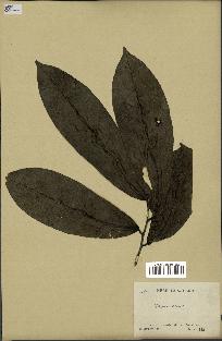 spécimen de Monodora myristica