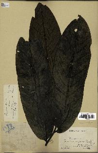 spécimen de Monodora myristica