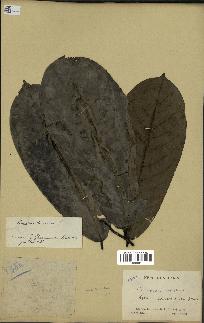 spécimen de Monodora myristica