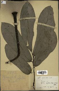 spécimen de Monodora myristica