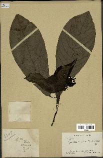 spécimen de Monodora myristica