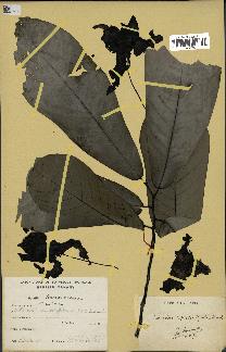 spécimen de Monodora myristica