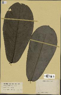 spécimen de Monodora myristica