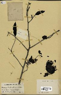 spécimen de Monodora myristica