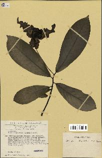 spécimen de Monodora myristica